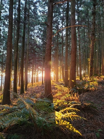 편백 숲 전경 Cypress Forest